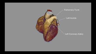 Full 4D Heart Video Guide