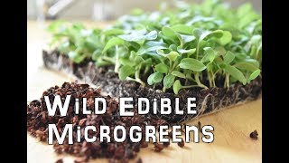 The ULTIMATE Microgreen? Sprouting Wild Edible Plants by The Northwest Forager 5,679 views 6 years ago 5 minutes, 25 seconds