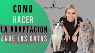 CÓMO HACER CORRECTAMENTE LA ADAPTACIÓN ENTRE GATOS | Encantadora de Gatos