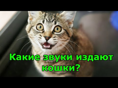 Какие звуки издают кошки, и что они означают.