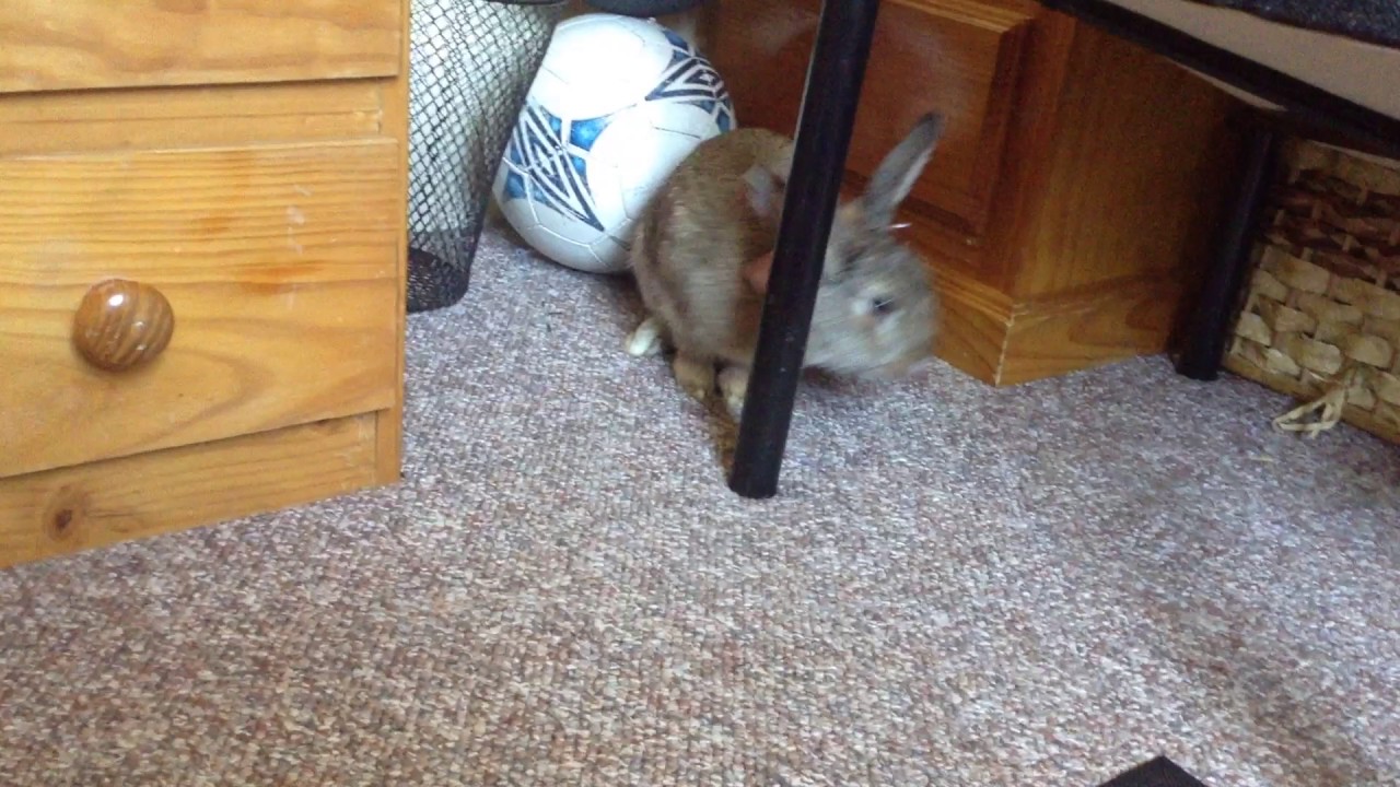 Skittles my rabbit - YouTube