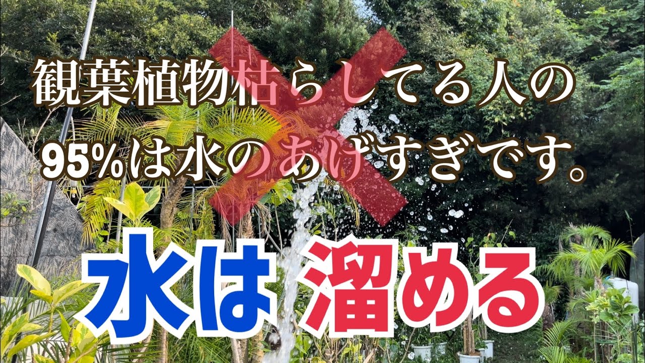 95%は水をやりすぎて枯らす。この考え捨てて下さい。