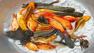 Kem Chanel lái công nông bắt cá ống nước chảy có cá chép, cá vàng, cá trê, con rùa, con ếch, lươn