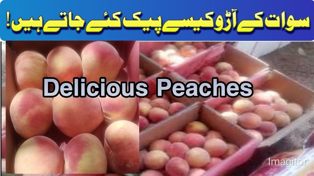 peaches packing in Swat l peach l peaches l packing l fruit