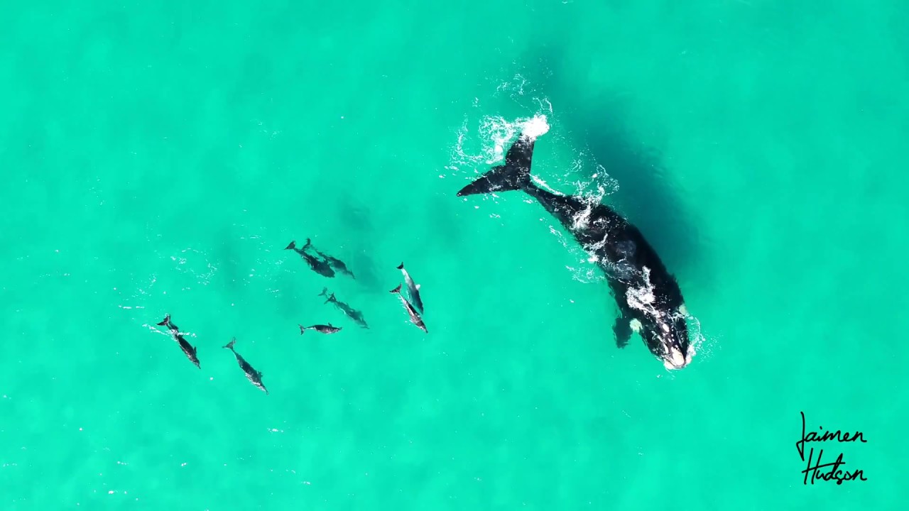 Whales dancing with Dolphins