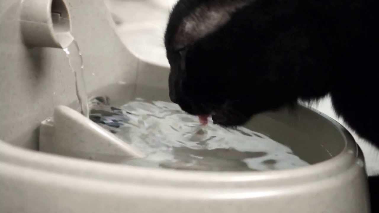 Whisker City Small Pet Water Fountain II YouTube
