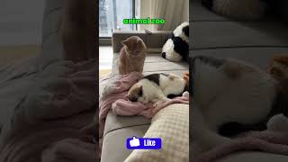Funny Cat Fight 😂 | Cute Cats Gone Wild #cat#viralvideo #animals #shorts
