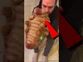ESSE BICHO É MUITO ESTRANHO