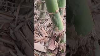 Green vulgaris bamboo plant #vulgris bamboo#green bamboo #hortriculture #nature bamboo farming #
