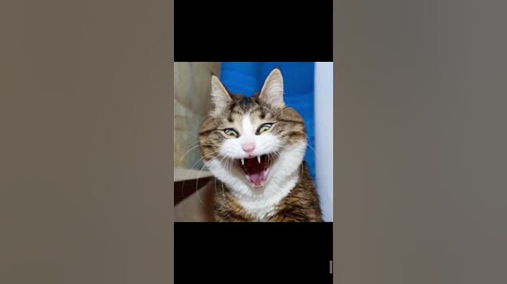 Vicces mikulás videó (macska)😸🎅🏻