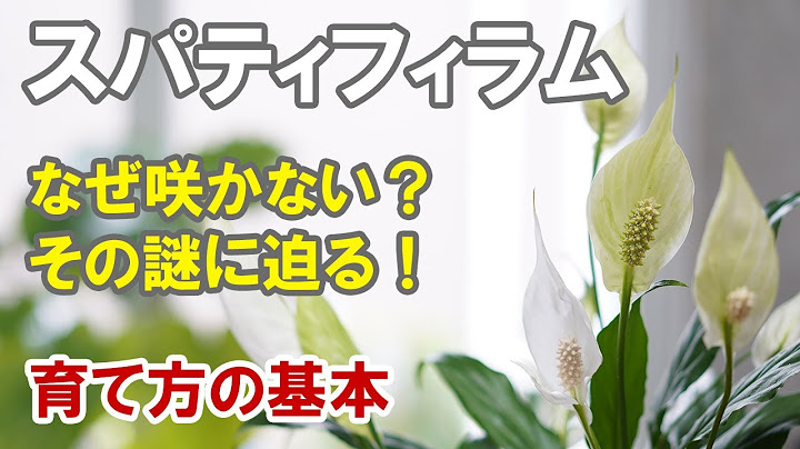 花の咲かない植物 Youtube
