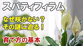 スパティフィラムの育て方 花を沢山咲かせる方法 Youtube