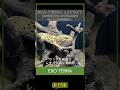大切なレオパをもっと上質な環境で飼育したいあなたにオススメ！「EXO-TERRA LAYOUT vol.2 レオパ飼育キットGTP3030」#レオパ #ヒョウモントカゲモドキ #テラリウム