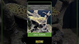 大切なレオパをもっと上質な環境で飼育したいあなたにオススメ！「EXO-TERRA LAYOUT vol.2 レオパ飼育キットGTP3030」#レオパ #ヒョウモントカゲモドキ #テラリウム