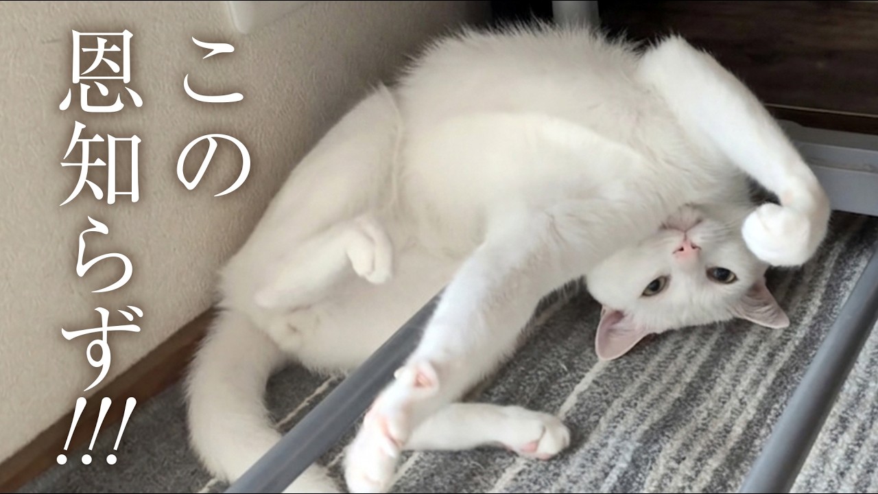 母親に殴りかかるとは、何事だ!!