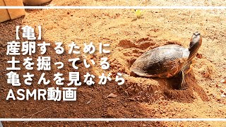 亀 産卵するために土を掘っている亀さんを見ながらasmr動画 Youtube