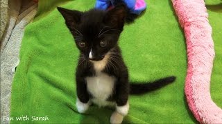 Got Milk? Super Cute Kitten Standing On Hind Legs - Drinking Milk Bottle - Cute Kitten Video