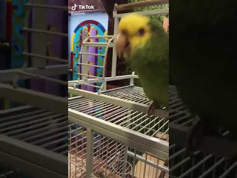 طار الامزون يتكلم