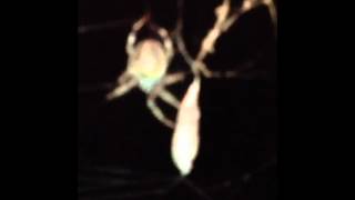 Outside spider wrapping a moth up that got caught in his web .