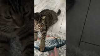 Коты и рыба 🐠😺