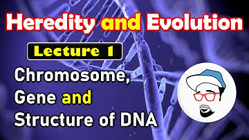 Chromosome, Gene and  DNA structure || Heredity and Evolution Class 10 SSC CBSE