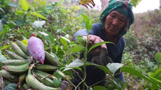 Northeast farmer hard working life, village lifestyle in paddy field