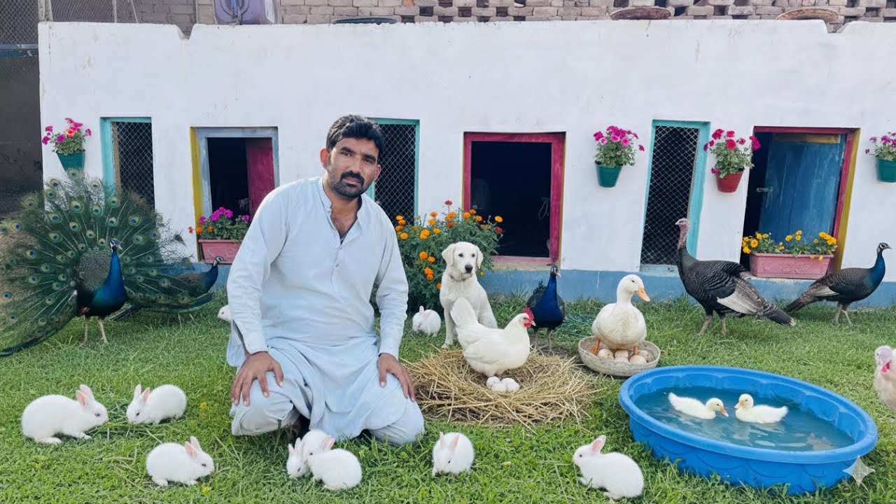 Murga and Turkey Bird Fight | Hen Ka Egg Toot Geya