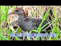 DIJAMIN DATANG...!!! SUARA BURUNG SINTAR SAWAH COCOK UNTUK MIKAT atau PIKAT