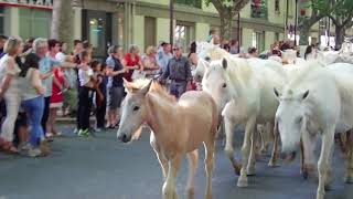 タラスク祭りのパレード　カマルグの馬たち