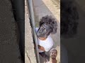part 2 😱 suraj rox 😂 comedy video 🤣 #comedy #shortsfeed #funny #viral #tranding #foryou