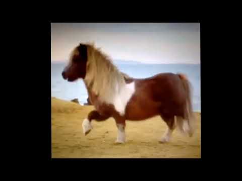 Hilarious vine. Making my way downtown horse