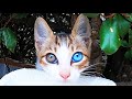 珍しすぎる三毛猫オッドアイの美しくてかわいい子猫の登場シーンまとめ 野良猫 感動猫動画