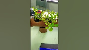 hydroponic science project #shorts #trending #shorts #trending #ytshort #trendingshorts #viral