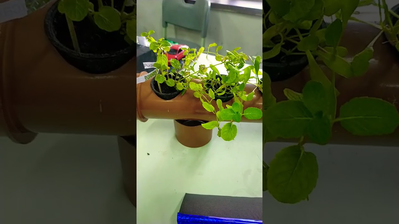 hydroponic science project 