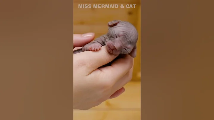 Video 10995561: sphynx baby