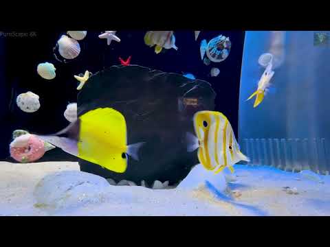 Aquarium ULTRA HD 🌊 Beautiful Tropical Fish & Stunning Underwater Paradise for Relaxation