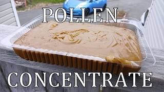 A Hit of Concentrated Pollen  (May 24, 2026)