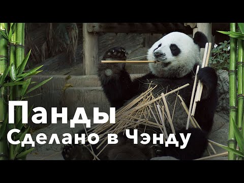 Как китайские ученые разводят панд