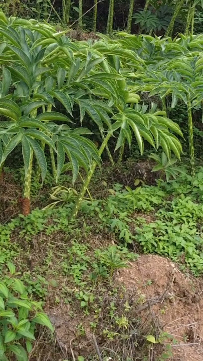 tanaman porang 3 musim super rapat guys