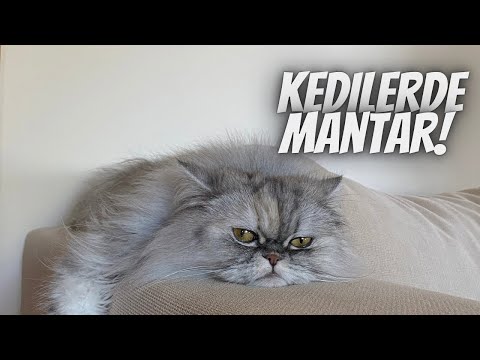 Video: Kedilerde Zatürre (Mantar)