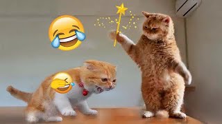 😍🤣 You Laugh You Lose Dogs And Cats 🤣🤣 Funny And Cute Animal Videos 2024 # 19