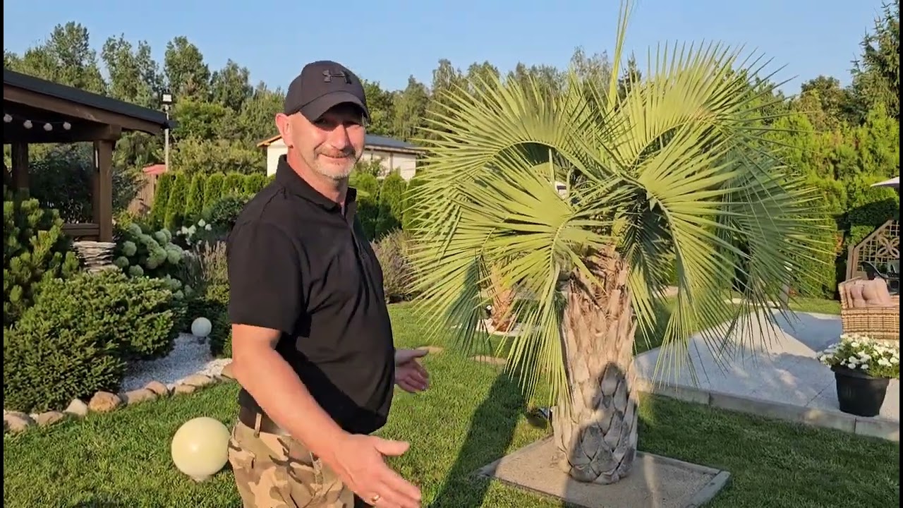 BestpalmTV. Ogrody klientów. Zjawiskowa Butia capitata, Yucca aloifolie rekordzistka i wiele innych.