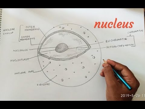 How to draw nucleus - YouTube