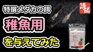 特撰メダカの餌 稚魚用 を与えてみた