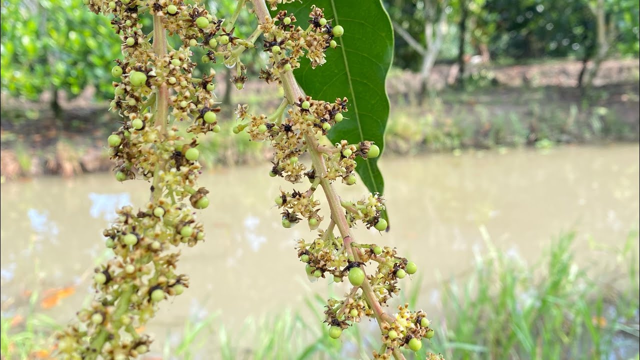 TÌNH TRẠNG TRỘI HỘT XOÀI MÙA MƯA.RỬA BÔNG SAU MƯA