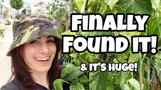 FINALLY FOUND MY WISHLIST PLANT!! 🌿 Plant Shopping at Wentworth Greenhouse ✨️ this place is HUGE!!