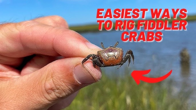 How To Rig Fiddler Crabs For Sheepshead, Redfish & Black Drum