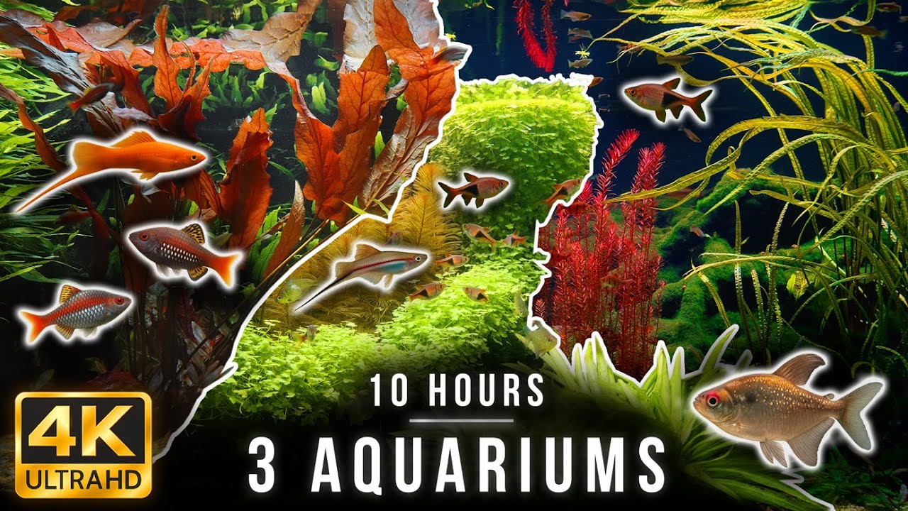 10-Hour 4K Aquarium | Tropical Fish, Southeast Asia Biotope & Real Water Sounds for Sleep & Study