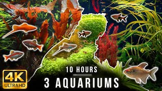 10-Hour 4K Aquarium | Tropical Fish, Southeast Asia Biotope & Real Water Sounds for Sleep & Study screenshot 5