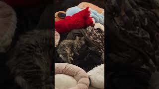 Getting Along #news #cats #funny